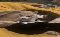 Siberian Husky dogs for sale: Beautiful husky pups 🔥 only 3 male pups left 🔥 - Advert 17