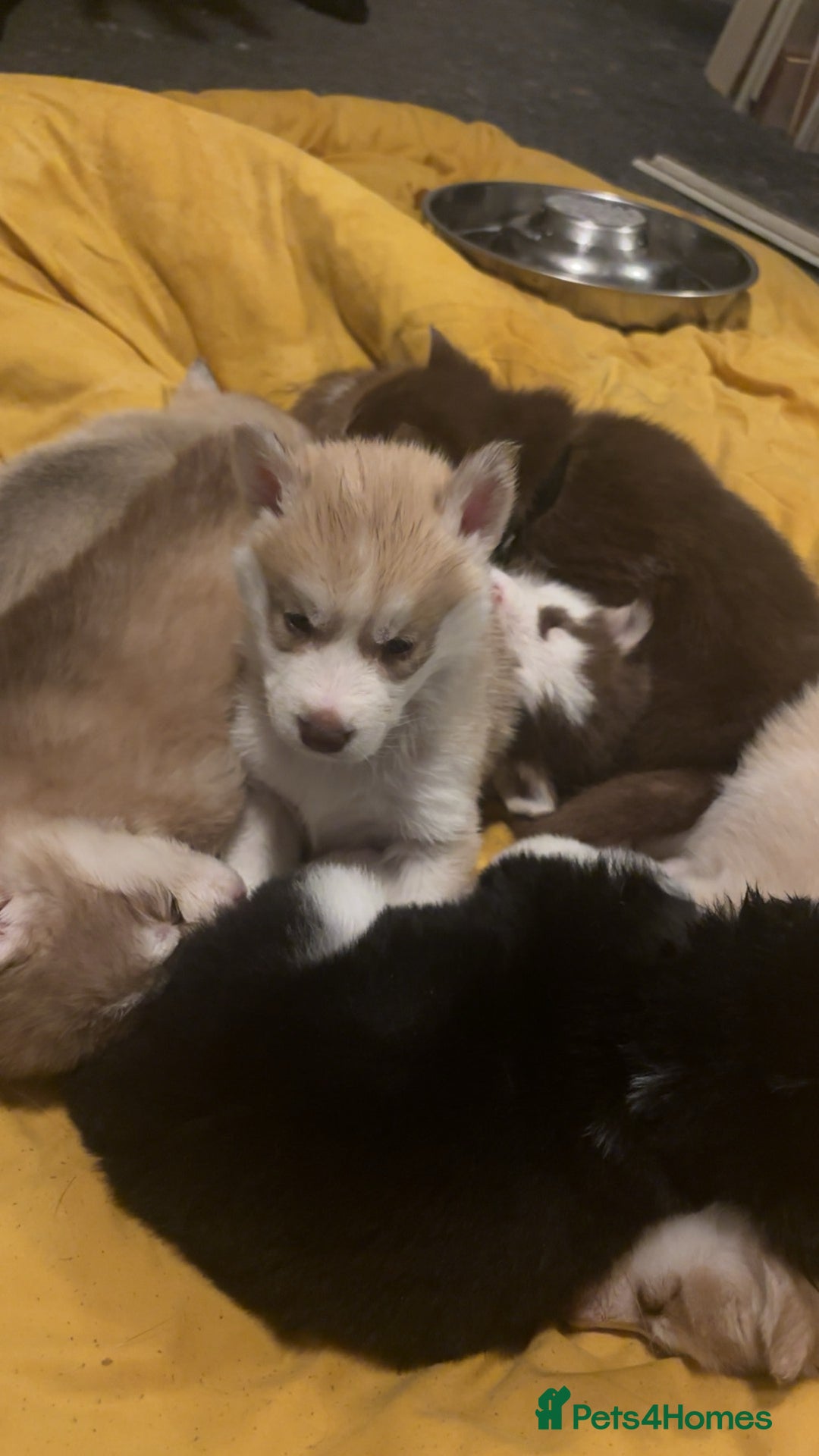 Siberian Husky dogs for sale: Beautiful husky pups 🔥 only 3 male pups left 🔥 - Advert 17