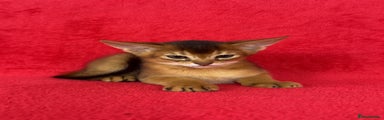 Abyssinian Kitten 3