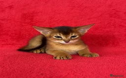 Abyssinian cats for sale: Stunning sorrel and usual Abyssinian kittens  - Image 7