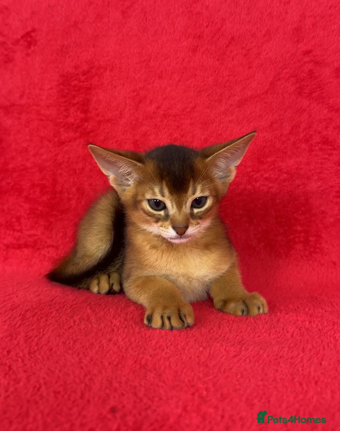 Abyssinian cats for sale: Stunning sorrel and usual Abyssinian kittens  - Image 7