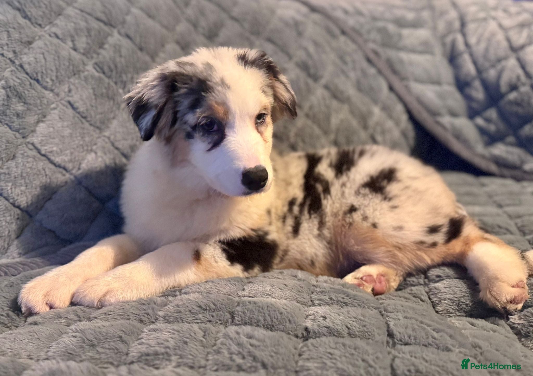 Australian Shepherd dogs Blue Merle Aussie girl.  - Advert 2