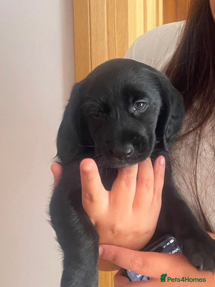 Mixed Breed dogs Cockadors for sale only 3 left - Advert 1