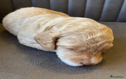 Cockapoo dogs for sale: Cockapoo Puppies - 2 male - 4 female - Image 13