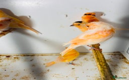Canaries birds for sale: Young Red factor canaries for sale  - Image 2