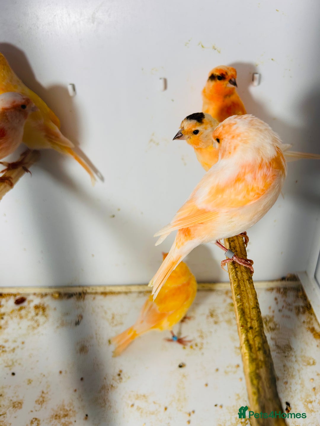 Canaries birds for sale: Young Red factor canaries for sale  - Image 2
