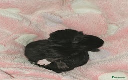 British Longhair cats for sale: 1 Male and 1 Female British Longhair cross kittens - Image 11
