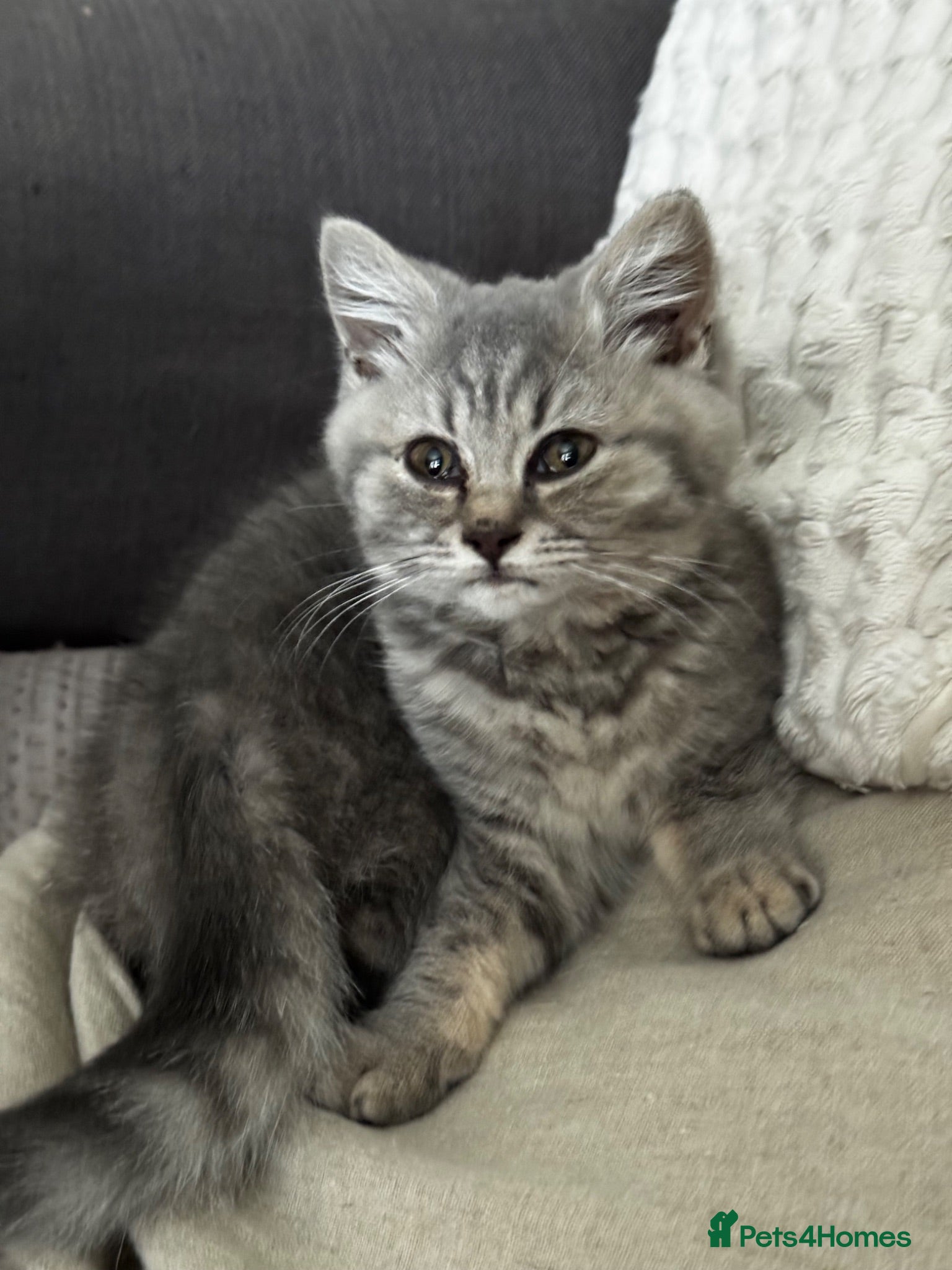 British Shorthair cats Last girl British shorthair kitten blue spotted  - Advert 2