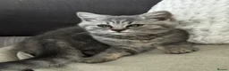 British Shorthair cats for sale: Last girl British shorthair kitten blue spotted  - Advert 2