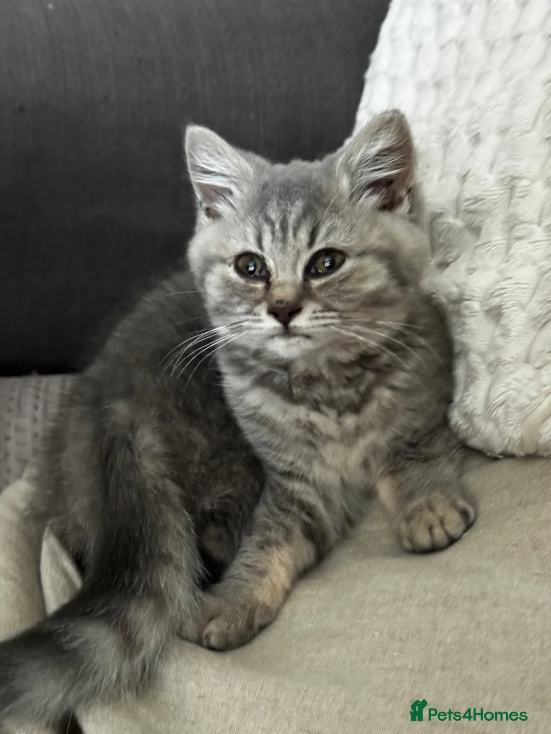 British Shorthair cats for sale: Last girl British shorthair kitten blue spotted  - Advert 2