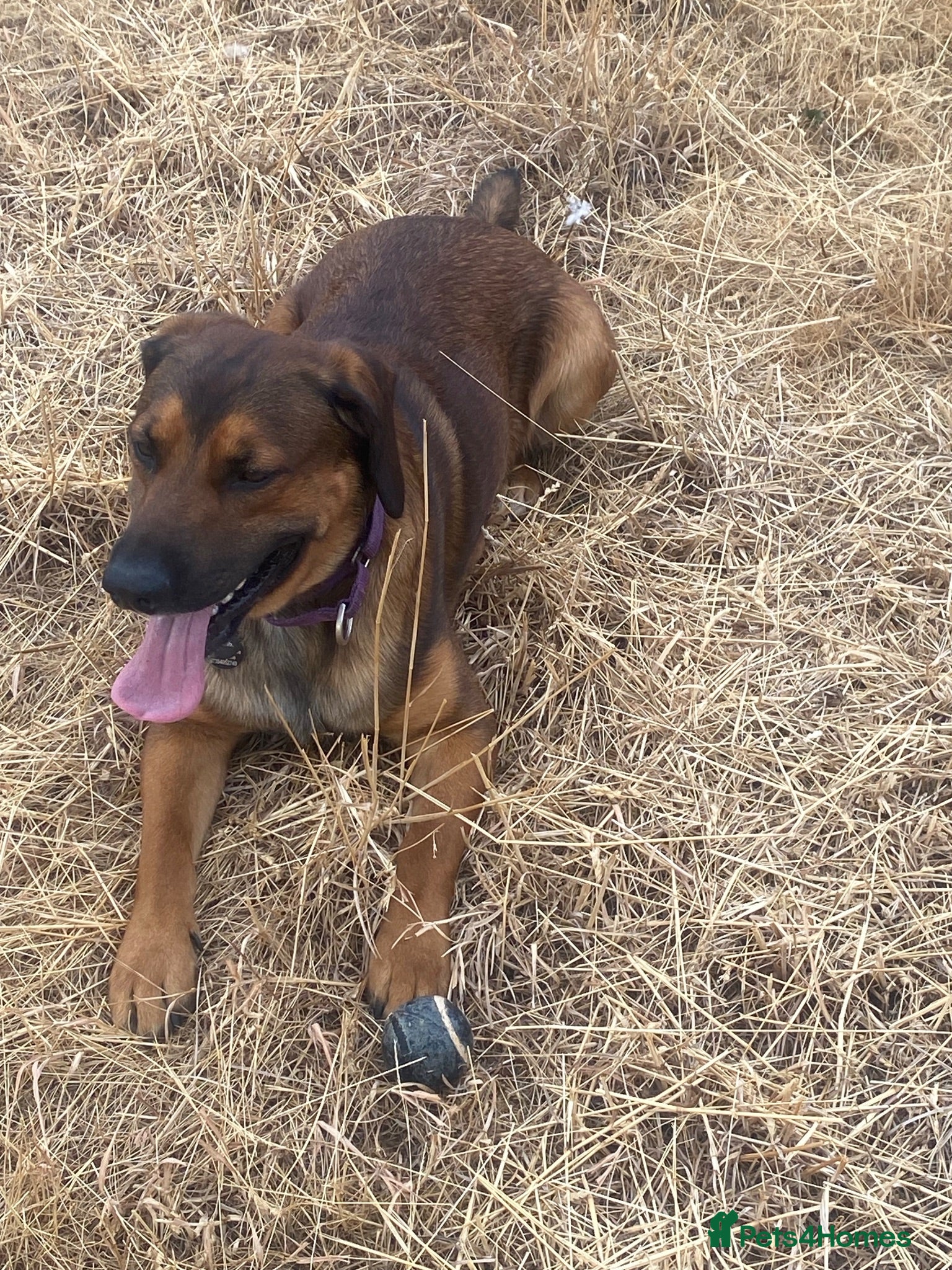 Mixed Breed dogs Malinois x spaniel  - Advert 3