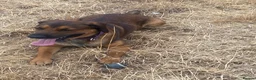 Mixed Breed dogs for sale: Malinois x spaniel  - Advert 1