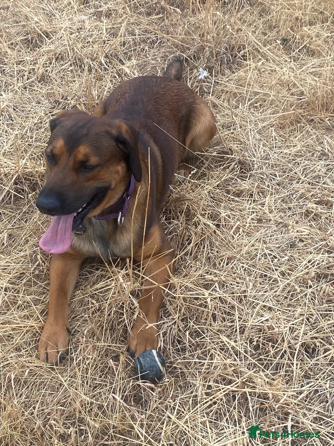 Mixed Breed dogs for sale: Malinois x spaniel  - Advert 1