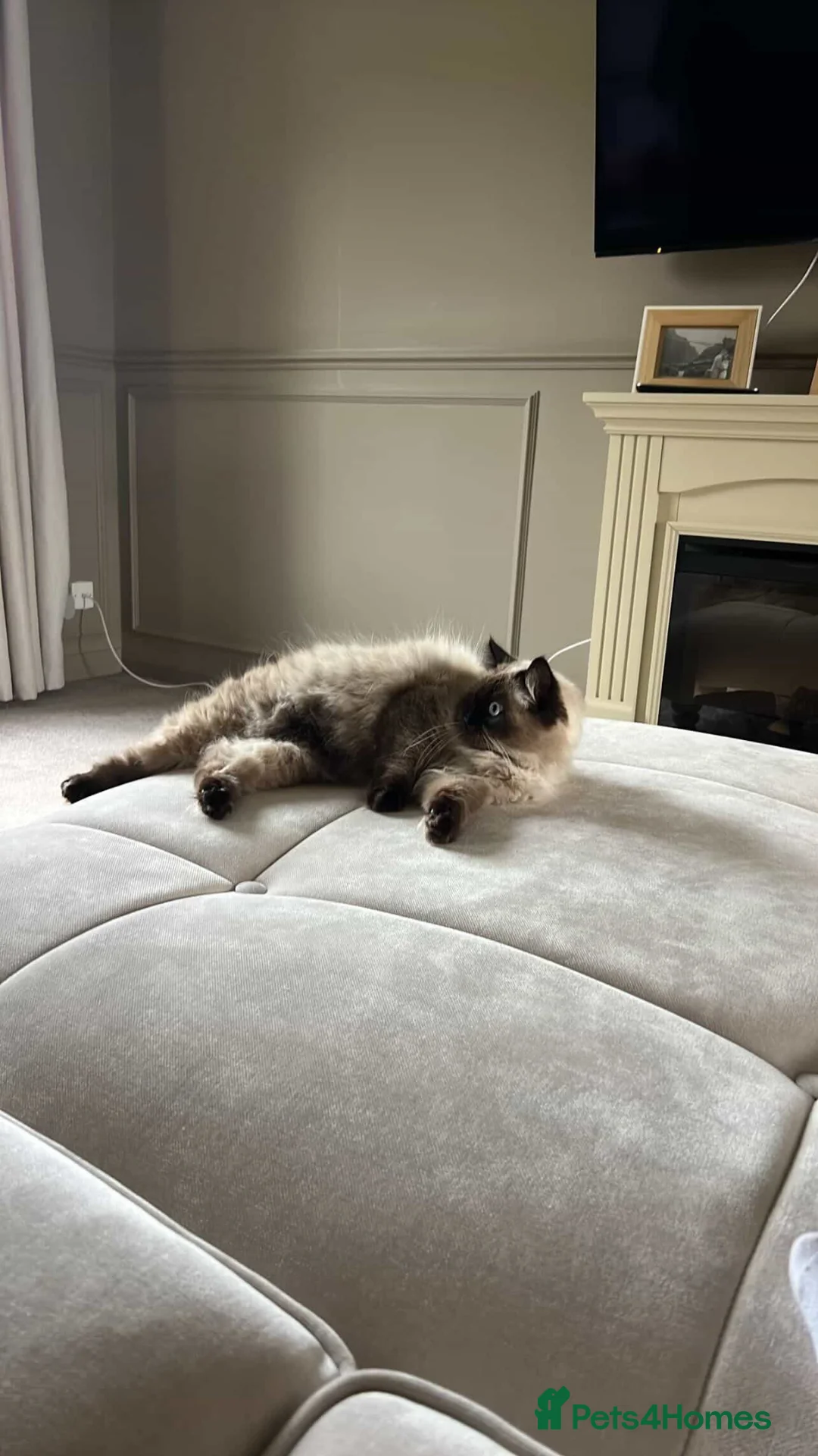 Ragdoll cats for sale: Boris the Ragdoll  - Advert 2