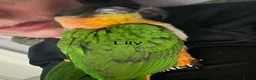 Parrots birds for sale: Pair of Baby Caique Parrots  sold together  - Advert 9