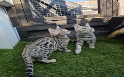 Bengal cats for sale:  Outstanding Quality Bengal kittens ready to leave - Image 27