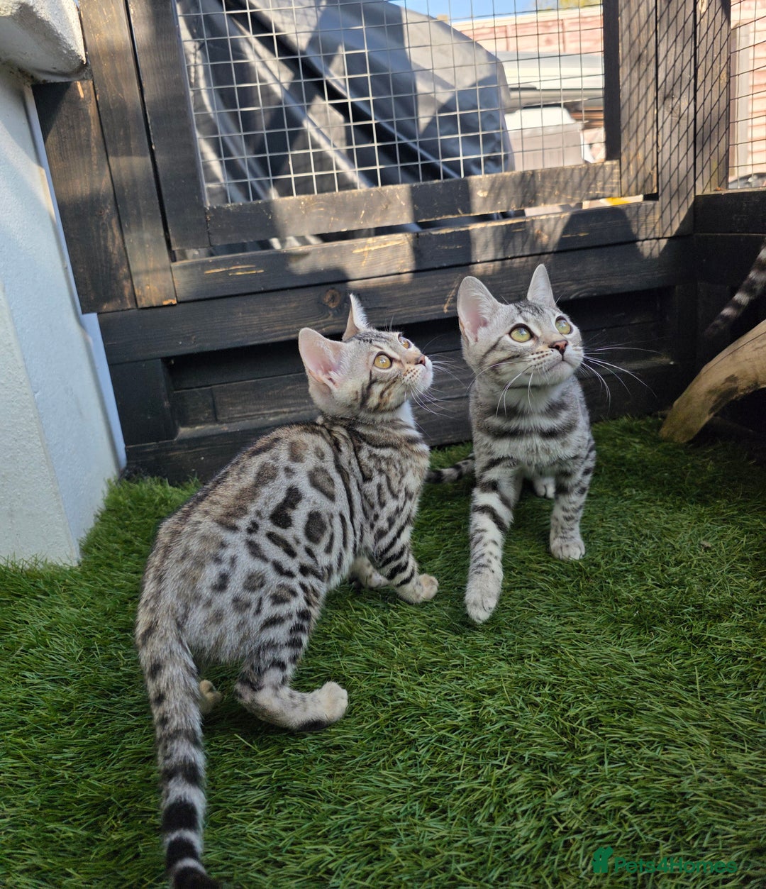 Bengal cats for sale:  Outstanding Quality Bengal kittens ready to leave - Image 27