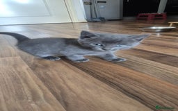 Ragdoll cats for sale: Randoll X Kittens - Image 7