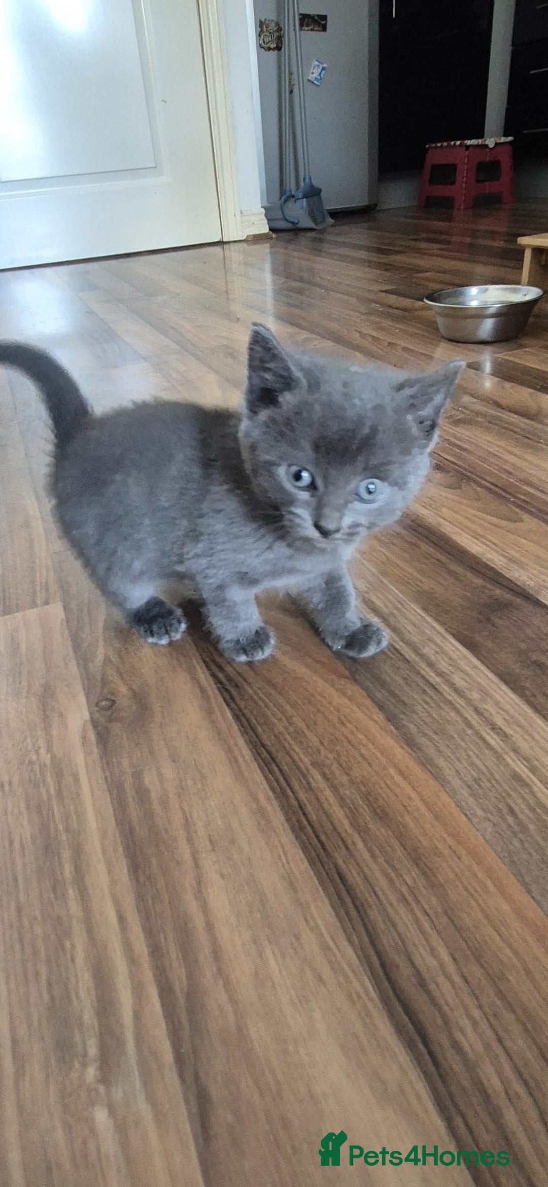 Ragdoll cats for sale: Randoll X Kittens - Image 7