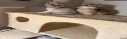 Scottish Fold cats for sale: Scottish straight kittens  - Advert 12