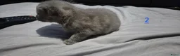 Mixed Breed cats for sale: Gorgeous grey kittens in Nottingham - Advert 6