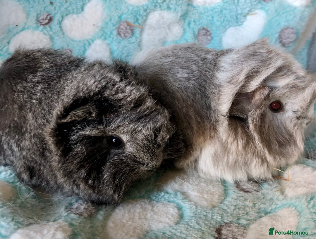 Guinea Pig rodents for sale: Beautiful baby Longhaired Peruvian boys  - Advert 2