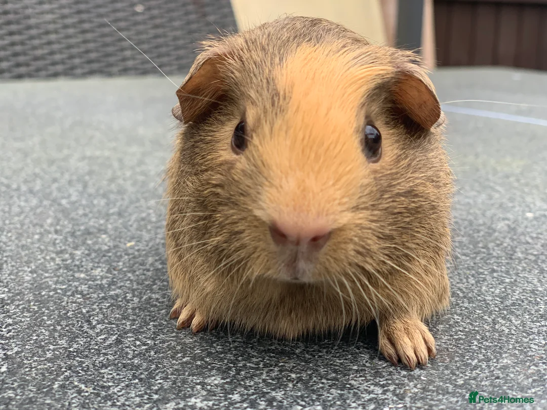 Guinea Pig rodents for sale: Bugsey is the last one left!  - Advert 3
