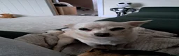 Jack Chi dogs for sale: Chi cross Jack male - Advert 4