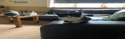 Mixed Breed cats for sale: 3 Black & White boys in Swadlincote - Advert 3
