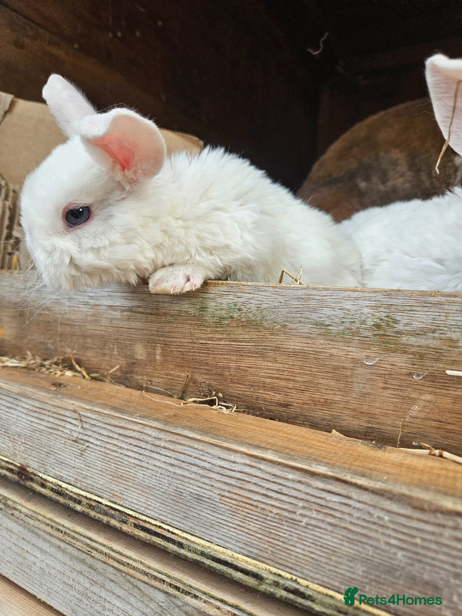 Mini Lop rabbits Mini Plush Lops - Suffolk - Advert 2