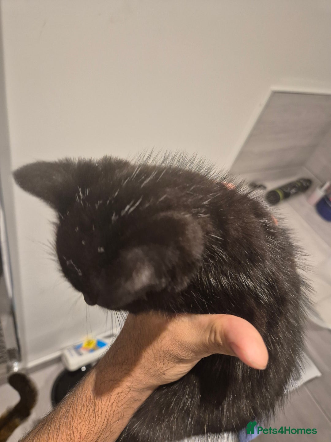 Mixed Breed cats for sale: Two adorable kittens needing a home - Advert 7