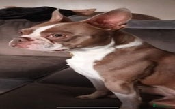 Boston Terrier dogs for stud: Beautiful  champagne Boston terrier stud(proven) in Houghton le Spring - Image 5