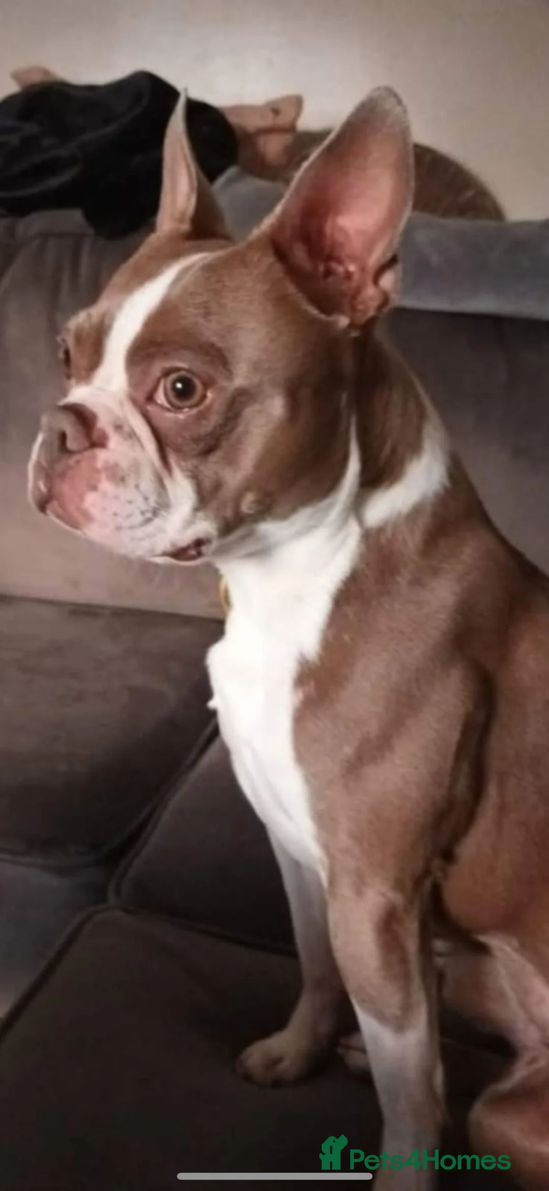 Boston Terrier dogs for stud: Beautiful  champagne Boston terrier stud(proven) in Houghton le Spring - Advert 6