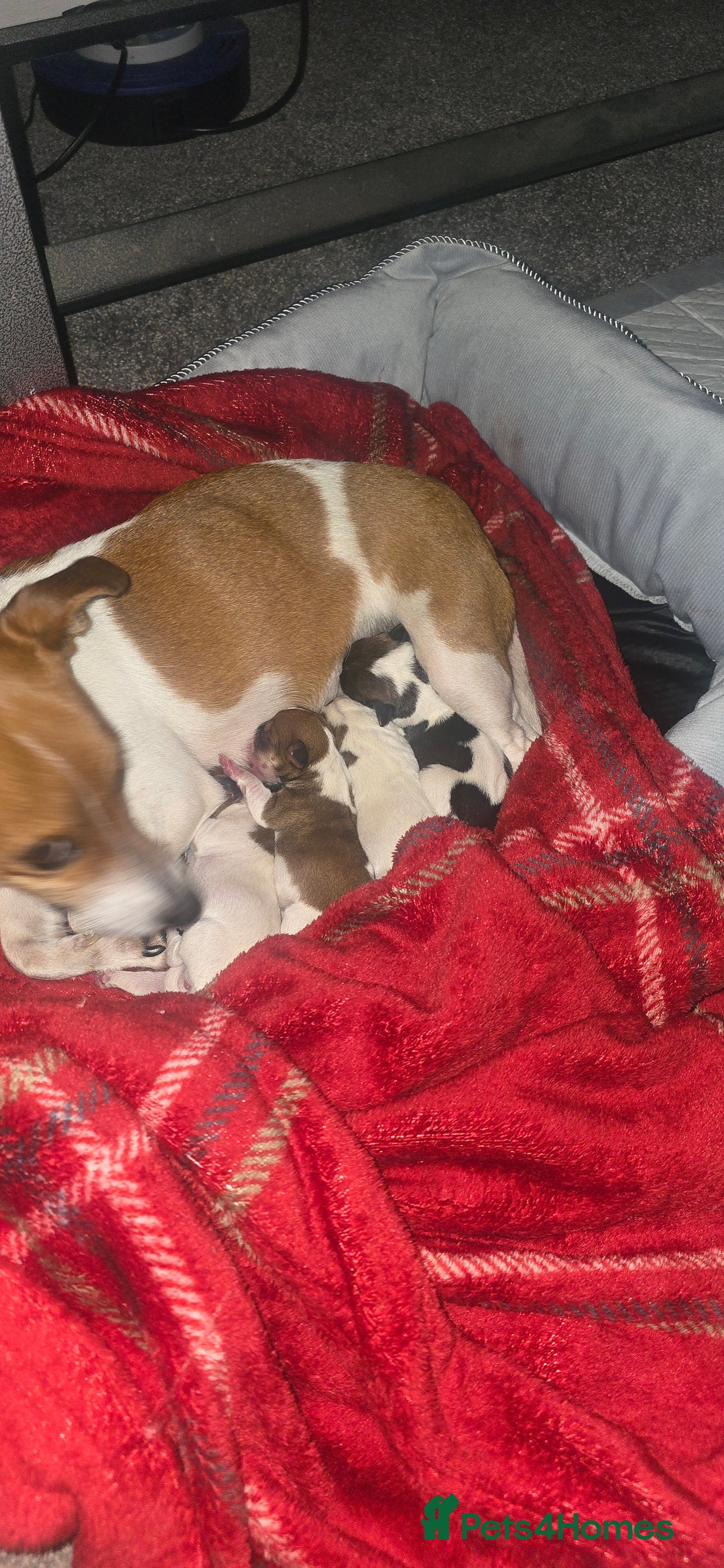 Jack Russell dogs for sale: Miniature jackrussel  - Advert 1