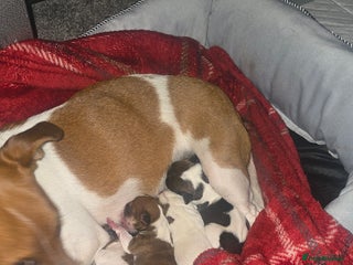 Jack Russell dogs Miniature jackrussel - Advert 7