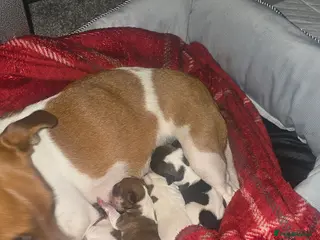 Jack Russell dogs Miniature jackrussel - Advert 8