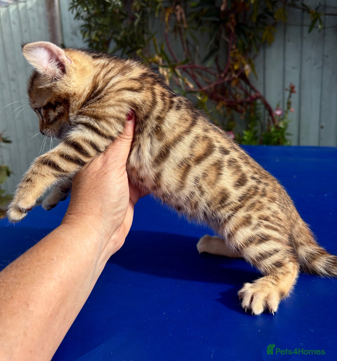 Keetso cats for sale: Stunning golden keetsos  - Image 31