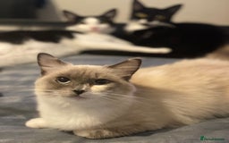 Ragdoll cats for sale: Ragdoll Mix Breed Kittens - Image 5