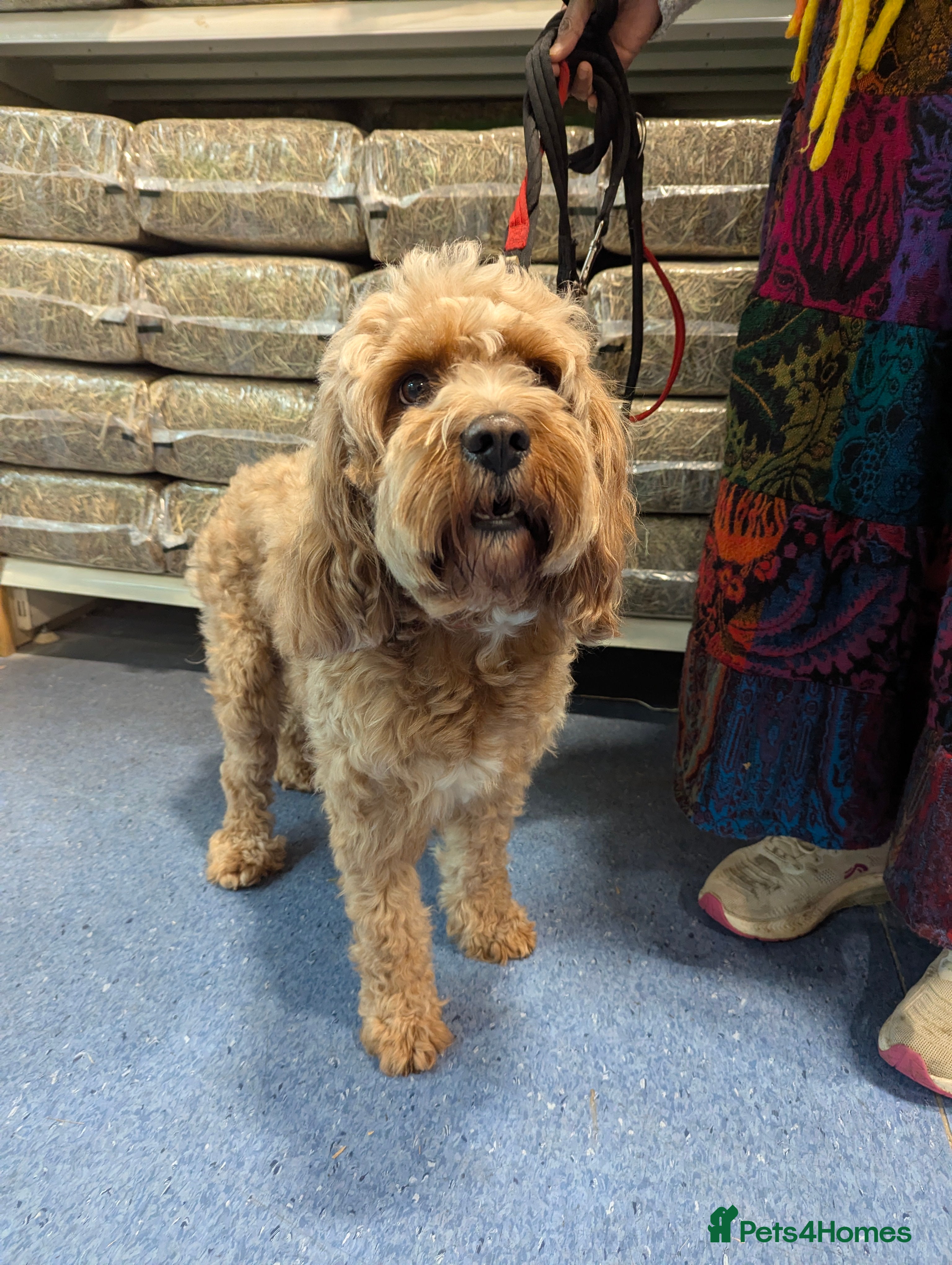 Cavapoo dogs 3 year old cavapoo  - Advert 1