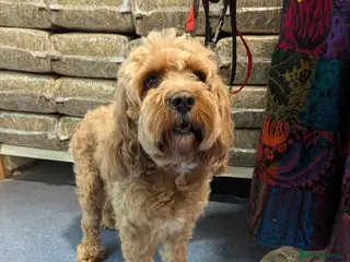 Cavapoo dogs 3 year old cavapoo - Advert 1