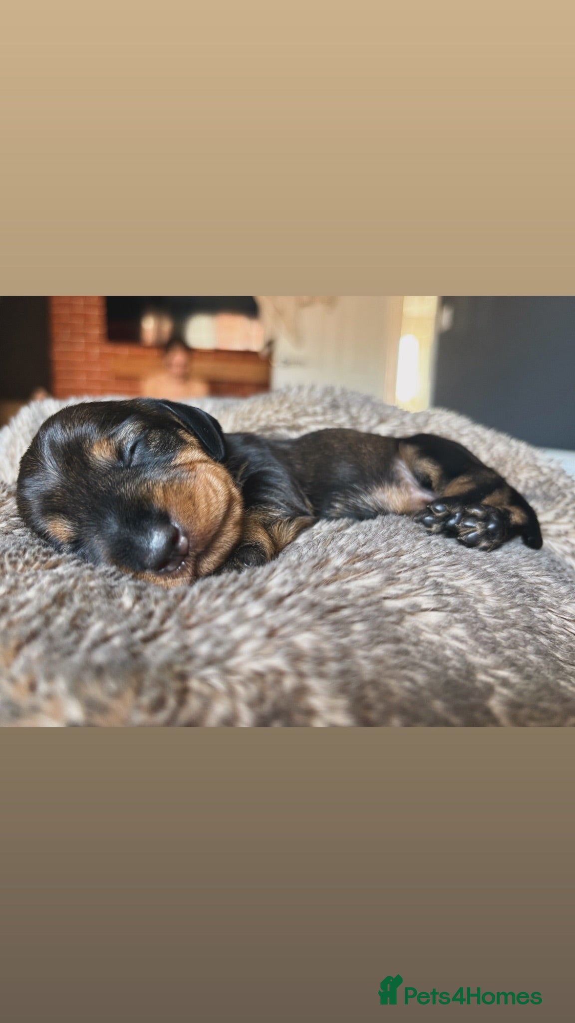 Dachshund dogs ✨Health tested, KC reg true standard wirehairs✨  - Advert 2