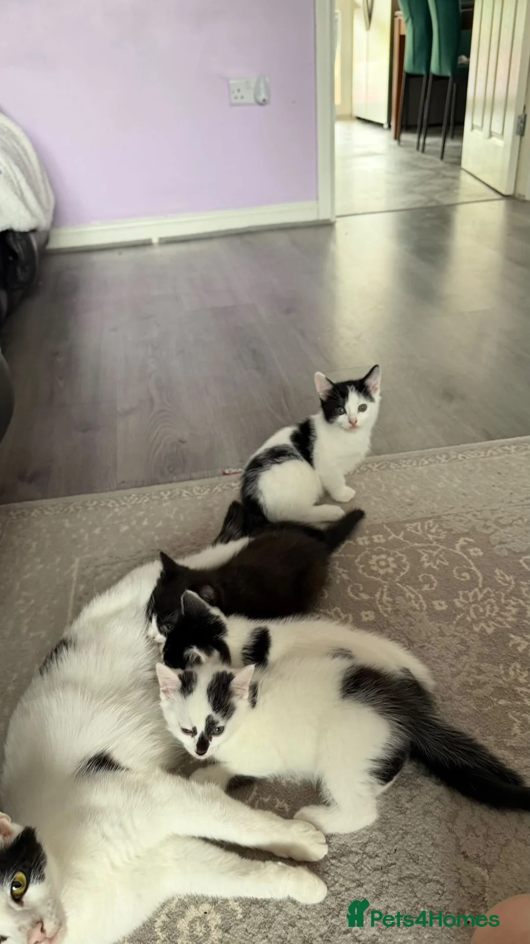 British Shorthair cats for sale: Adorable kittens 4 in total - Advert 2
