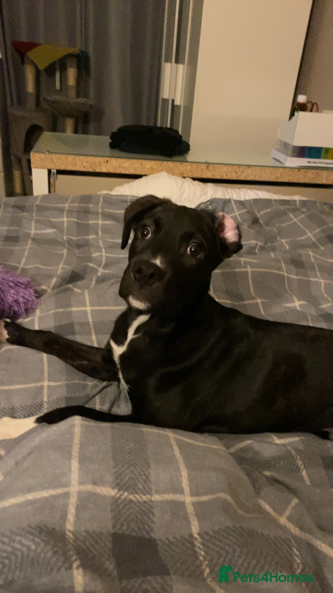 Mixed Breed dogs for sale: Cane corso x lurcher  - Advert 7