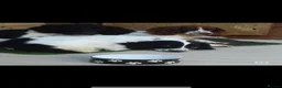 English Springer Spaniel dogs for sale: URGENT REHOME SPRINGER SPANIELS in Chichester - Advert 1