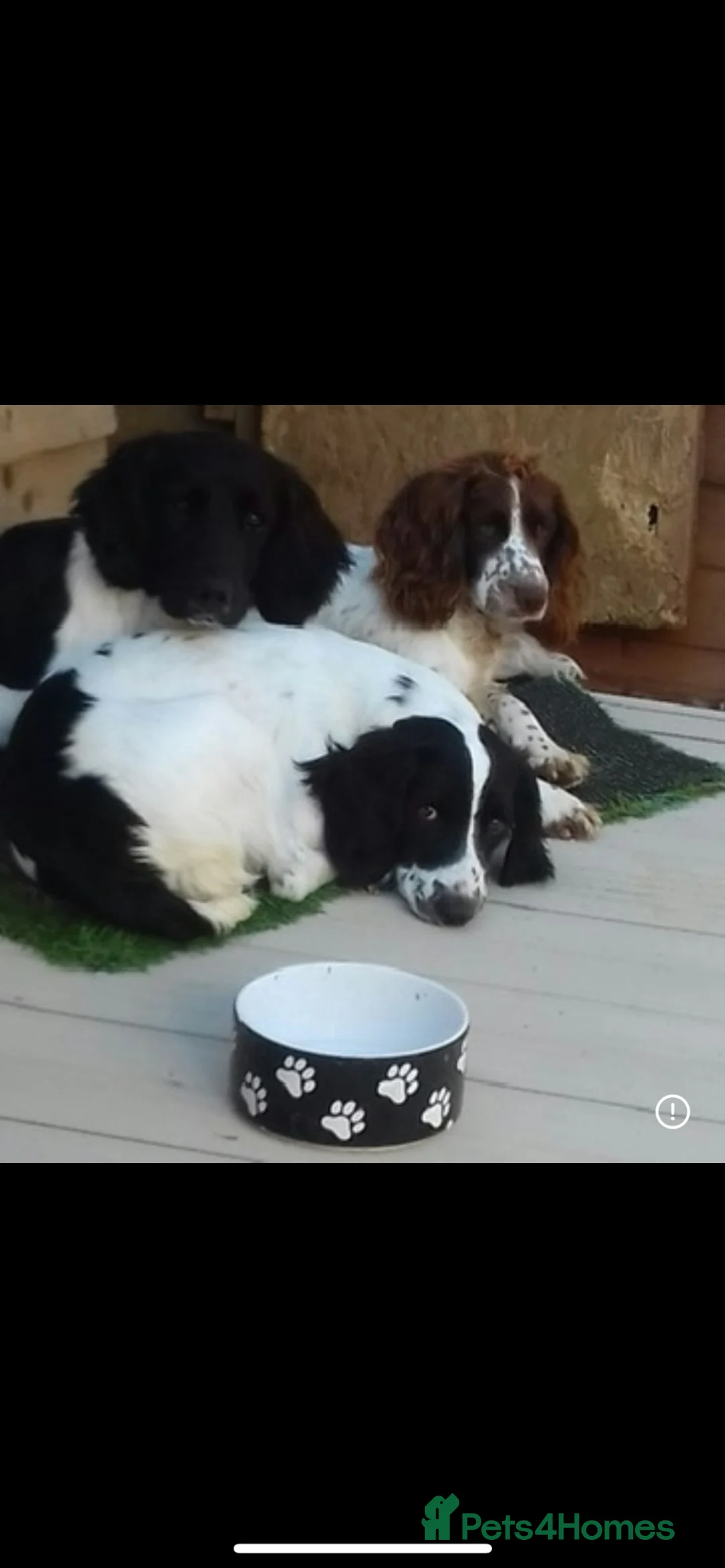 English Springer Spaniel dogs for sale: URGENT REHOME SPRINGER SPANIELS in Chichester - Advert 1