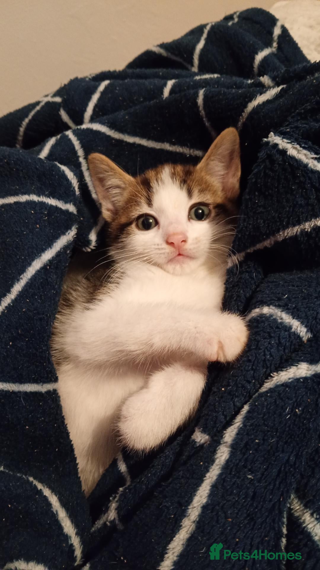 Brazilian Shorthair cats for sale: Last kitten looking for forever home - Advert 4