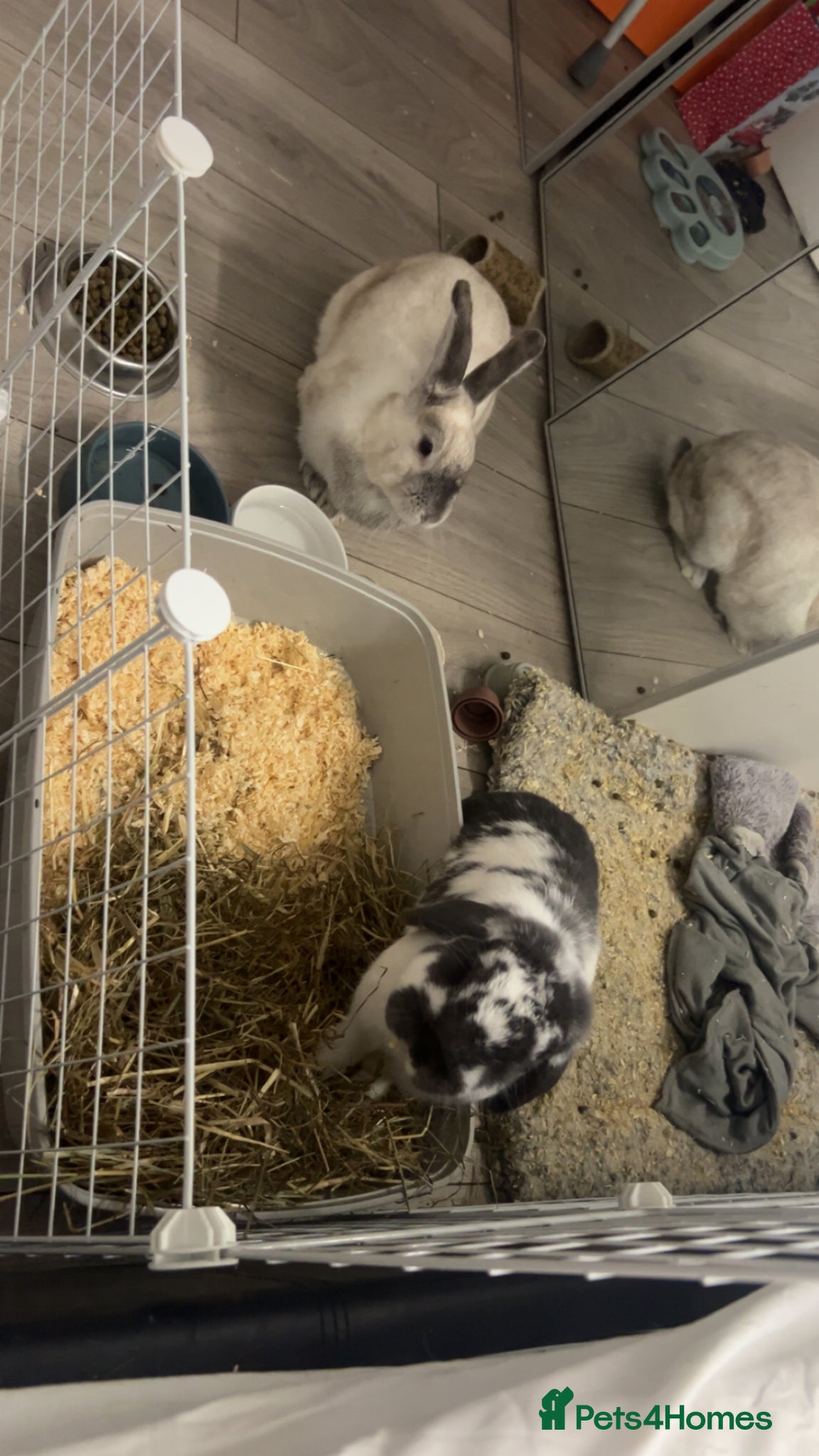 Mixed Breed rabbits for sale: 2 male English x lop rabbits  - Advert 10