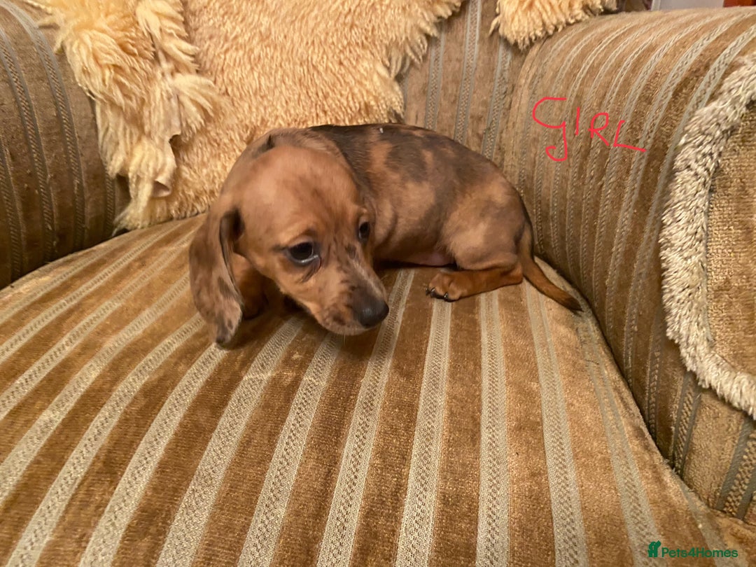 Miniature Dachshund dogs for sale: MINIATURE DACHSHUND PUPPIES  - Advert 17