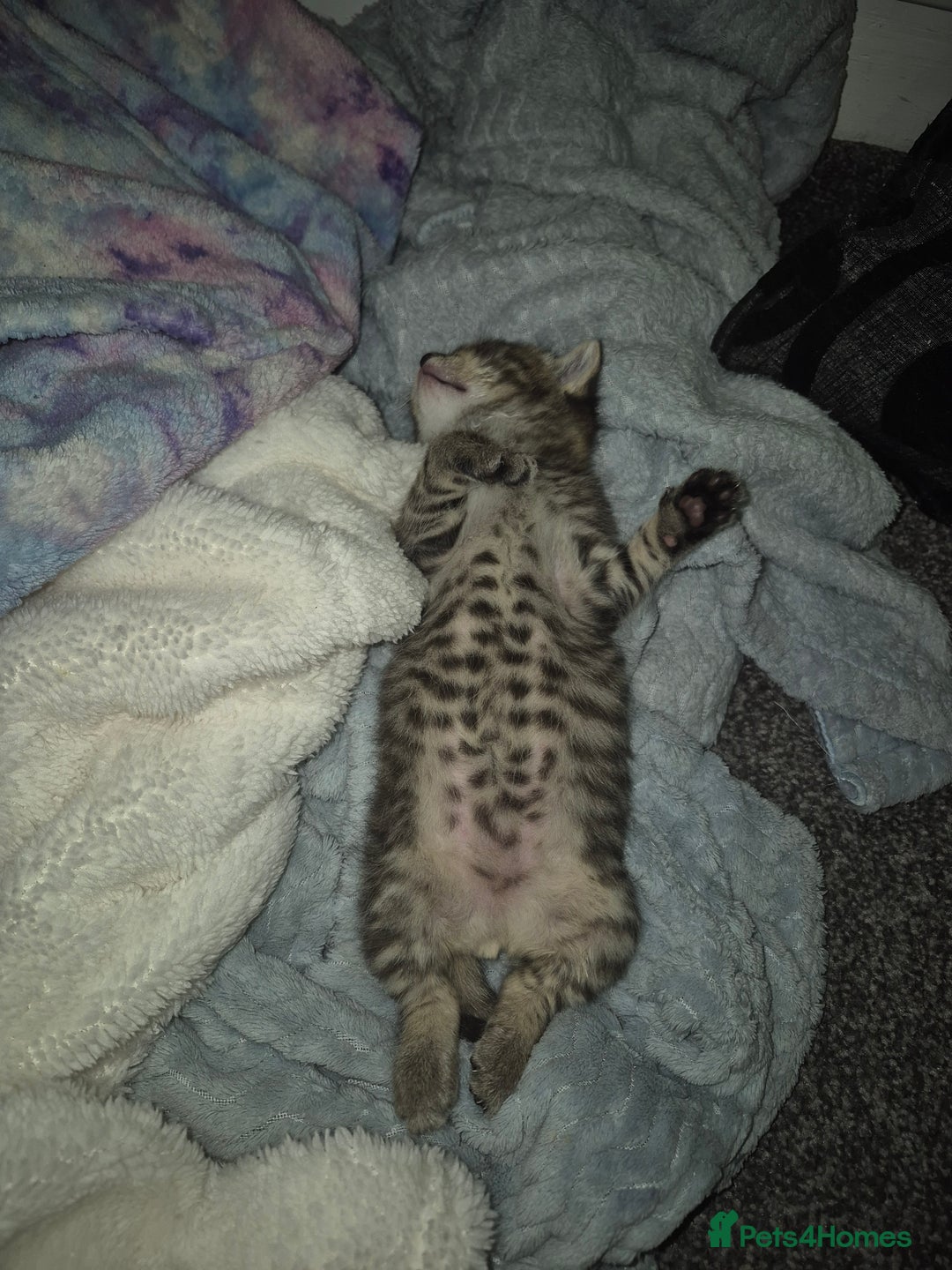 Mixed Breed cats for sale: 2 beautiful kittens  - Advert 8