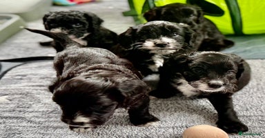 Cockapoo dogs - Advert 8